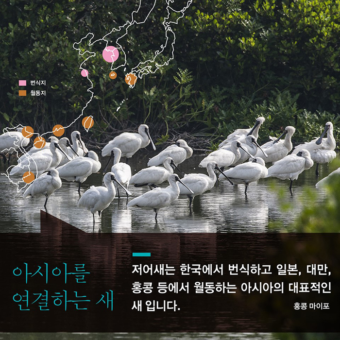 아시아를 연결하는 새 저어새는 한국에서 번식하고 일본, 대만, 홍콩등에서 월동하는 아시아의 대표적인 새입니다.(홍콩 마이포)