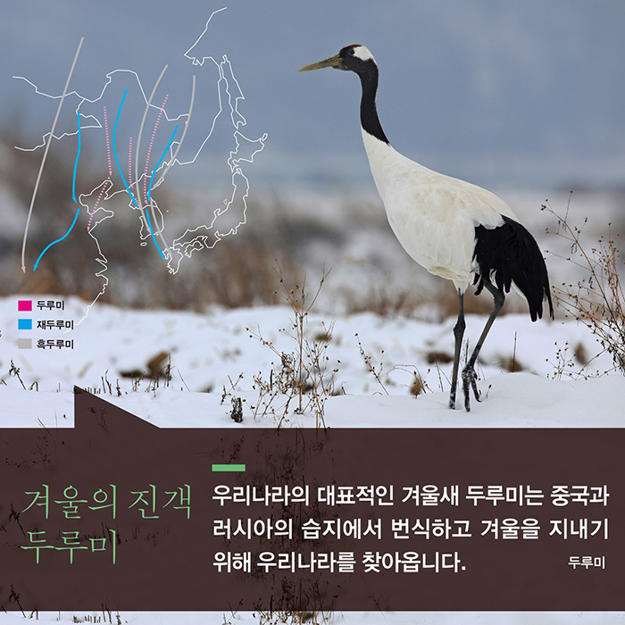 겨울의 진객 두루미 우리나라의 대표적 겨울새 두루미는 중국과 러시아의 습지에서 번식하고 겨울을 지내기 위해 우리나라를 찾아옵니다.