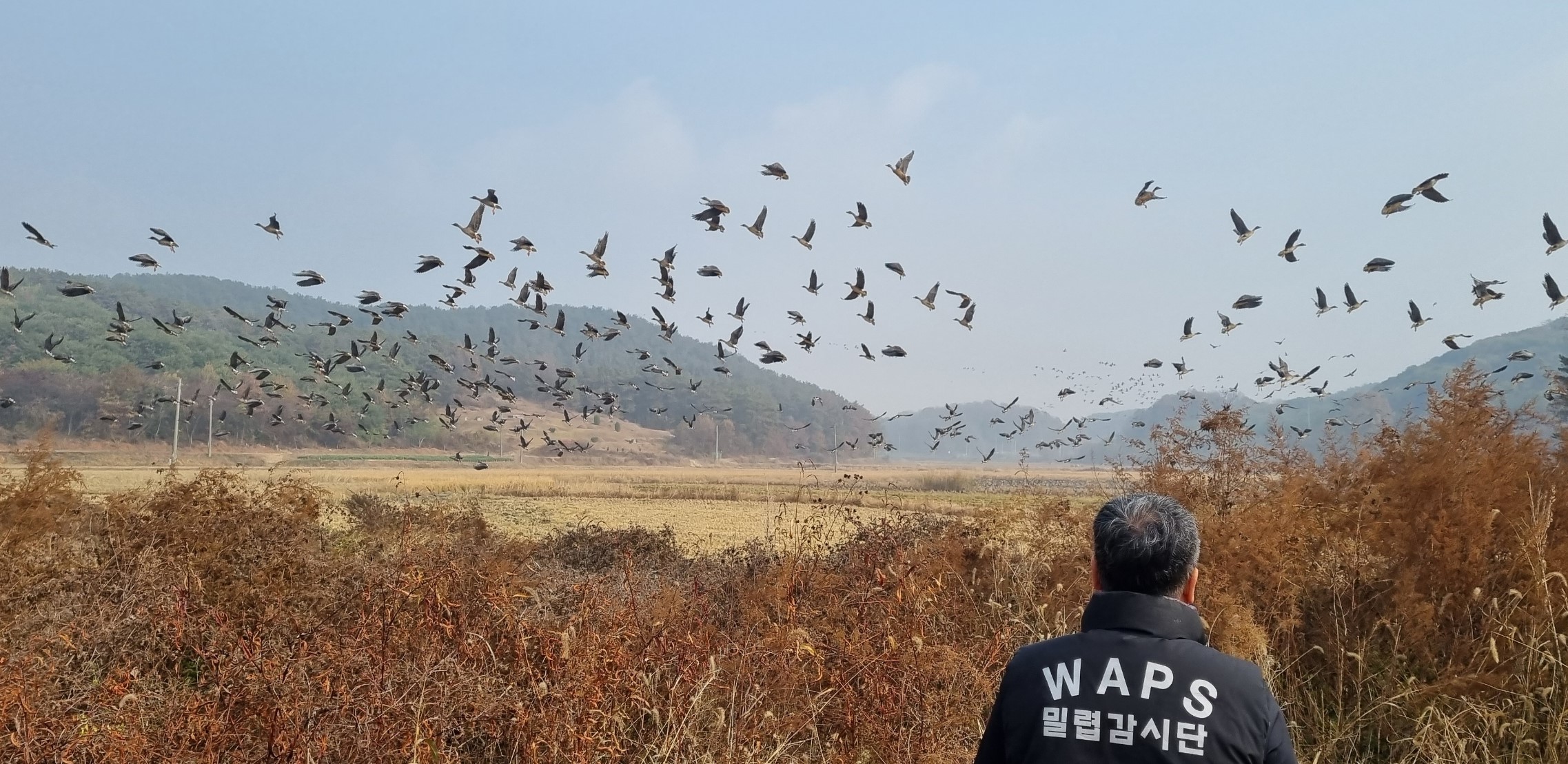 사진2. 한강청과 야생생물관리협회가 지난해 11월, 경기도 화성시의 한 철새도래지를 합동점검하고 있다.
