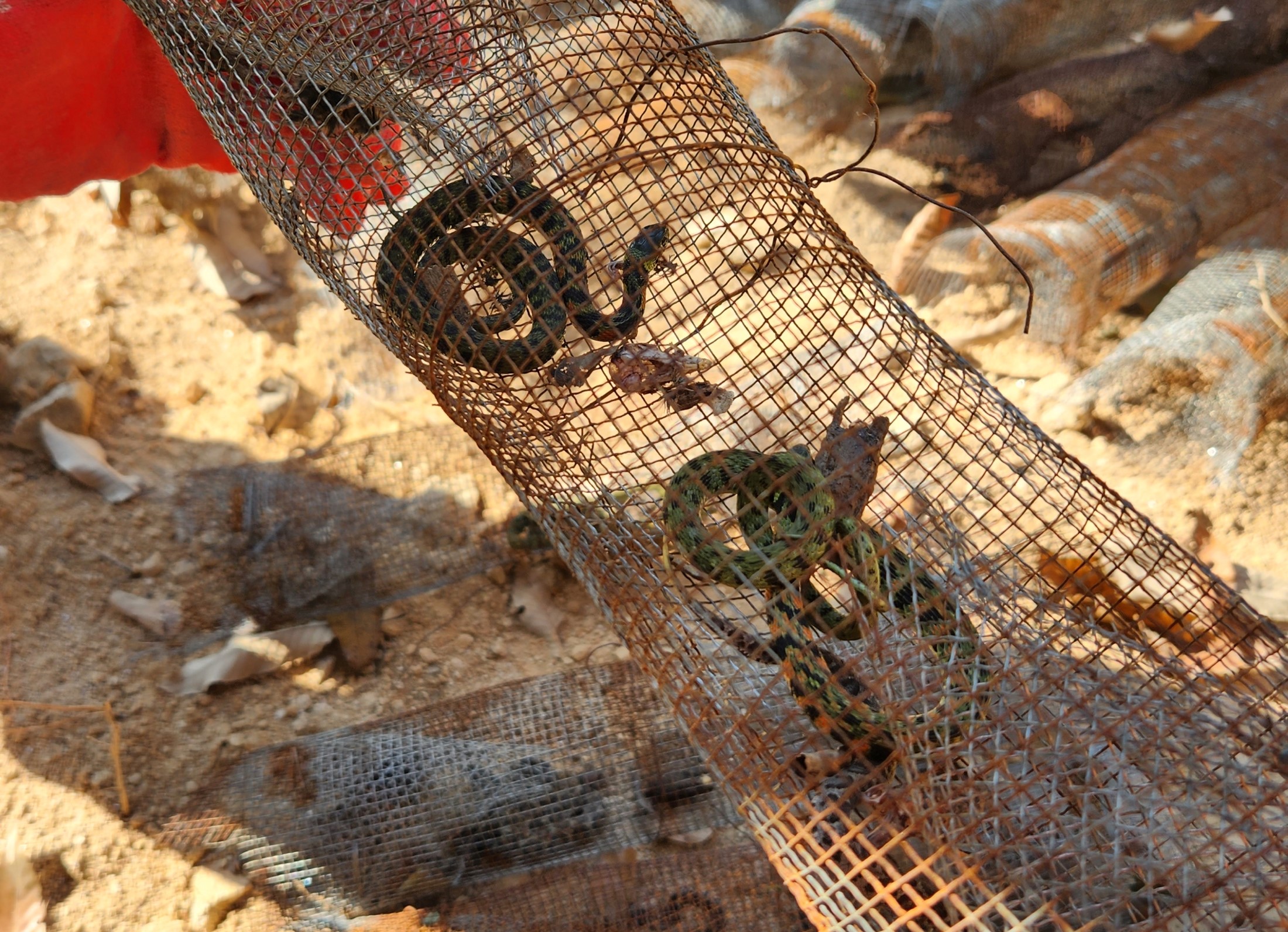 사진1. 한강유역환경청과 야생생물관리협회가 지난해 11월, 경기도 이천시 합동점검 중 불법 통발에 뱀이 포획되어 있다.