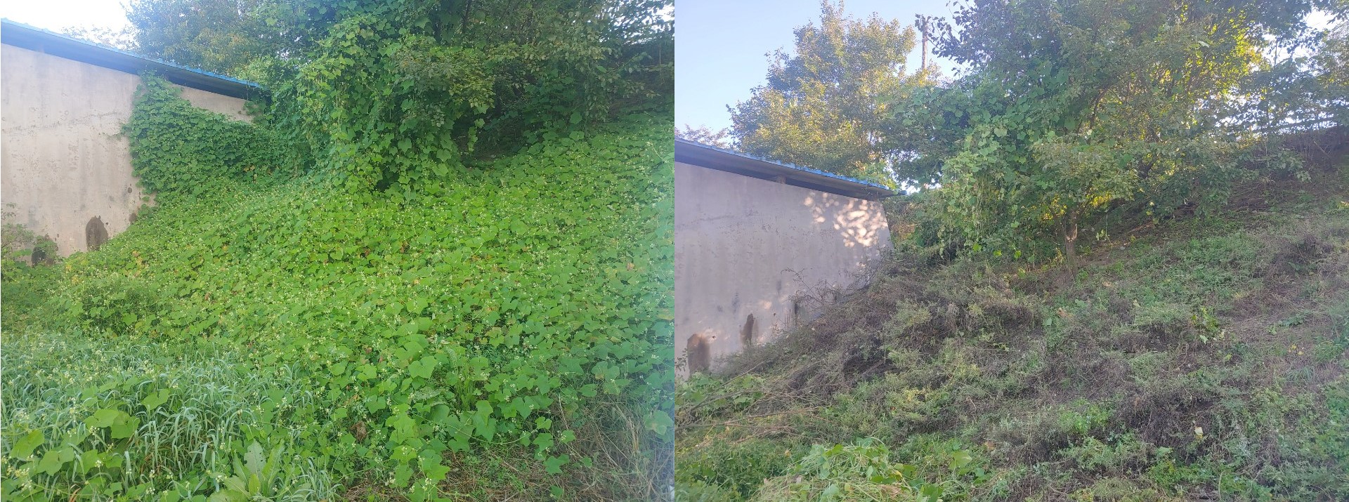 한강유역환경청이 지난 2021년 경기도 양평군 지역의 생태계 교란 식물 제거사업을 추진하기 전(왼쪽)과 후(오른쪽)의 모습1