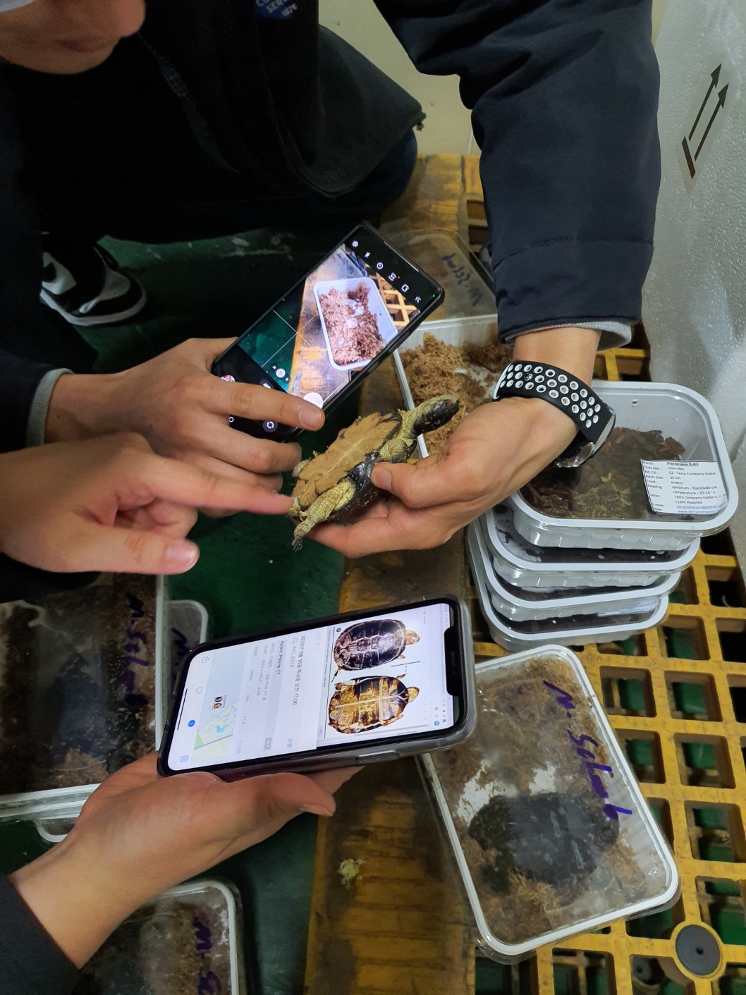 지난 3월 인천세관 협업 검사센터 외래생물팀(국립생태원)이 반입된 외래거북의 법정관리 외래종 여부를 확인하고 있다
