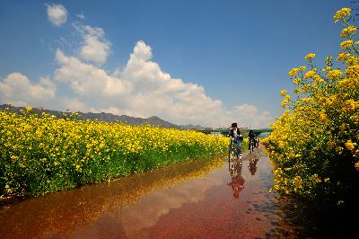 은상) 유채꽃 사이로