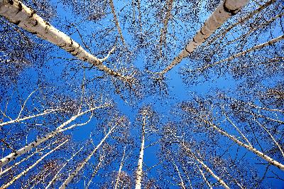 동상) 자작나무 숲