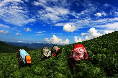 은상)배추 작업
