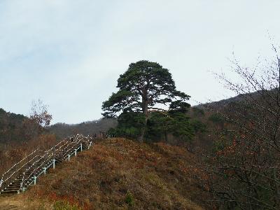 지리산 천년송