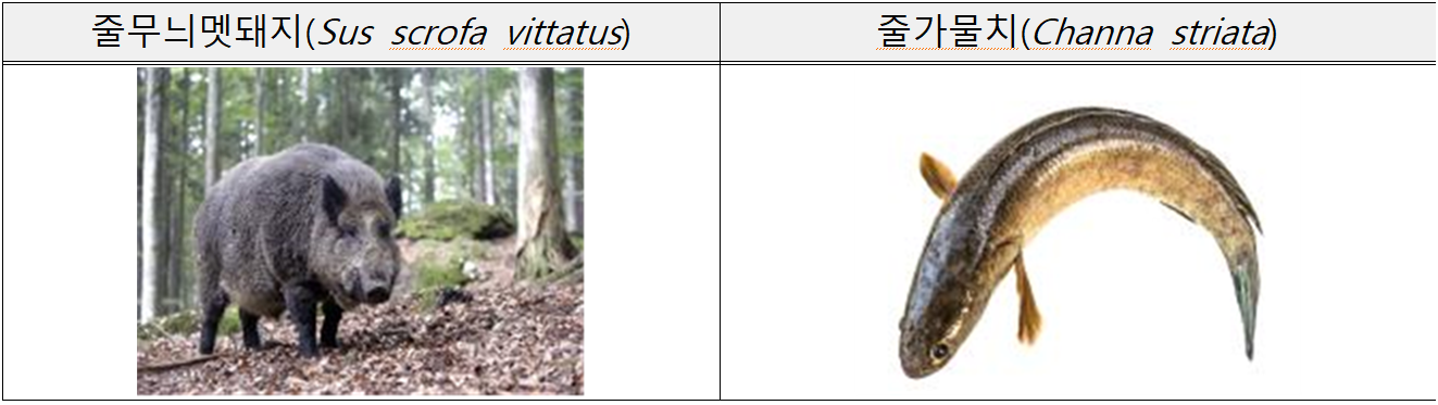 줄무늬멧돼지(Sus scrofa vittatus)