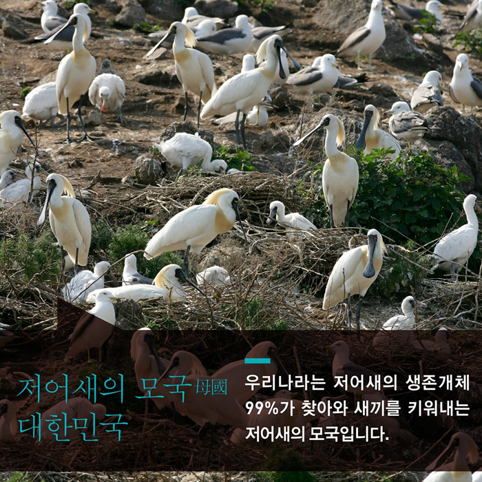 저어새의 모국, 대한민국 우리나라는 저어새의 생존개체 99%가 찾아와 새끼를 키워내는 저어새의 모국입니다.