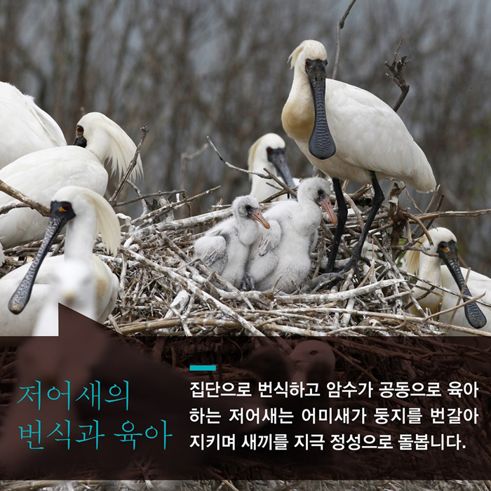 저어새의 번식과 육아 집단으로 번식하고 암수가 공동으로 육아하는 저어새는 어미새가 둥지를 번갈아 지키며 새끼를 지극 정성으로 돌봅니다.