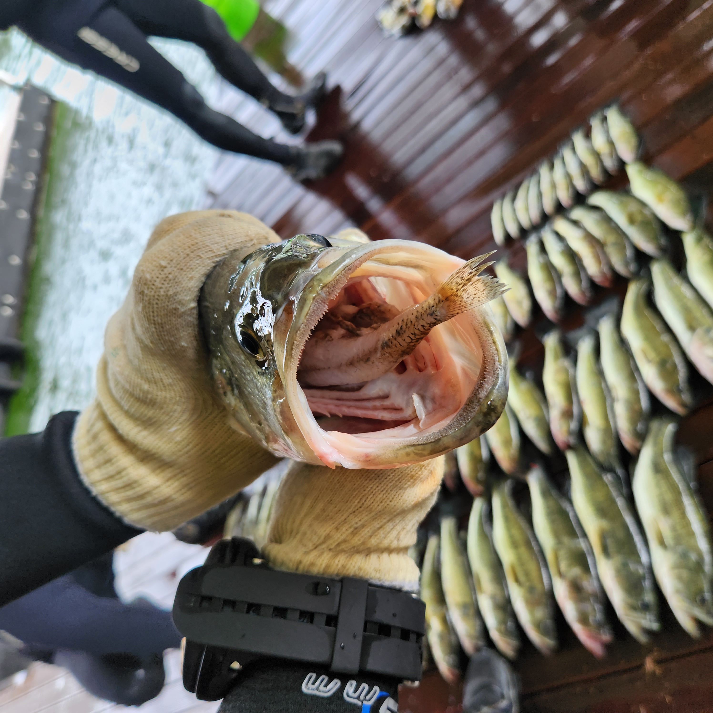 사진3. 올 9월, 청평호에서 토종물고기를 삼키던 중 포획된 큰입배스.
