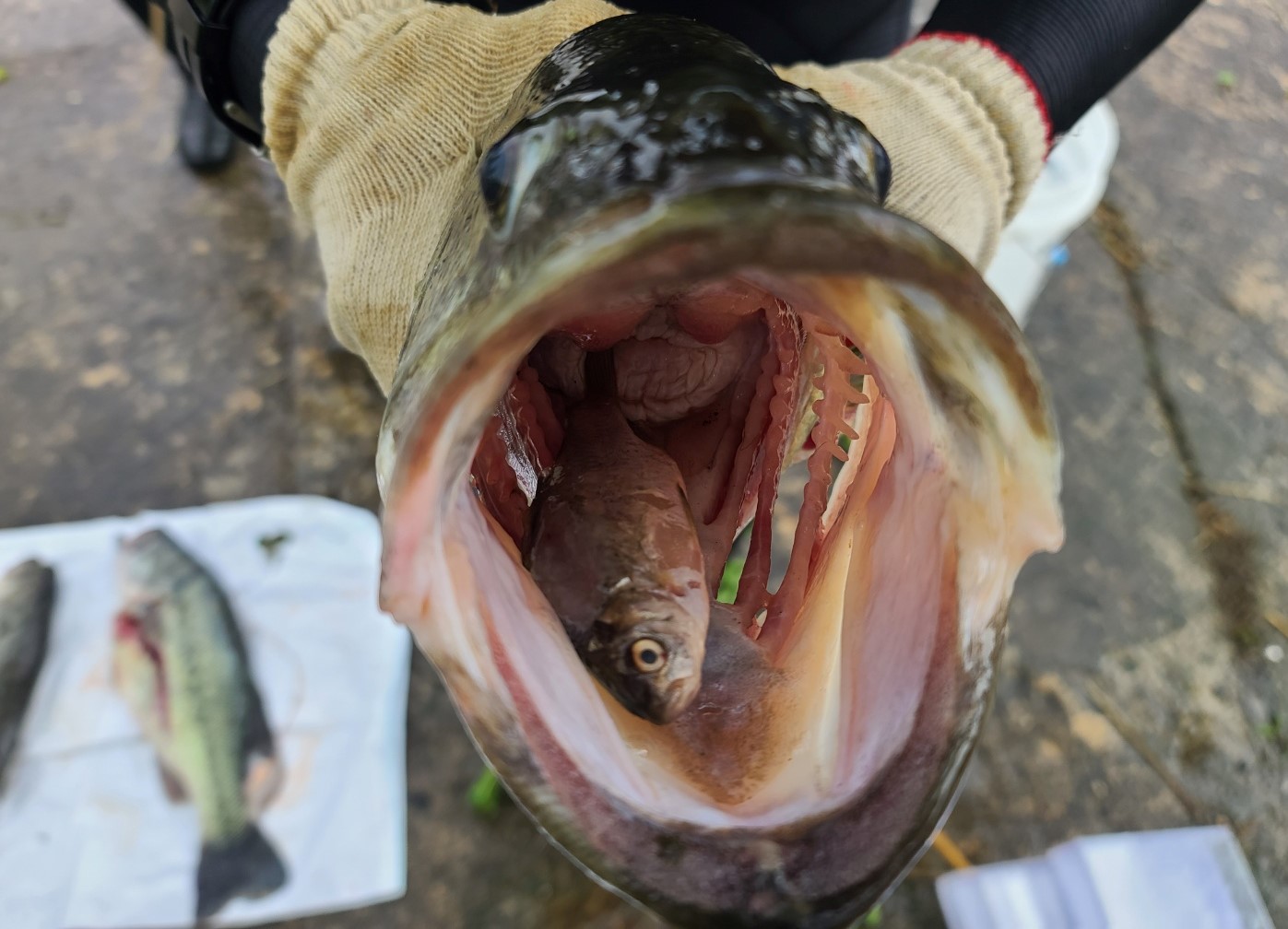 지난 5월 팔당호 상수원 보호구역에서 잡은 큰입배스가 토종물고기(붕어)를 잡아먹은 모습