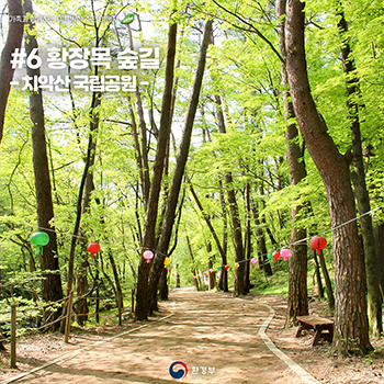 #6 황장목 숲길 - 치악산 국립공원
