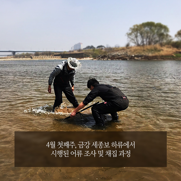 4월 첫째주, 금강 세종보 하류에서 시행된 어류 조사 및 채집 과정