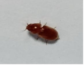 환경부 붉은불개미로 오인하는 종류의 개미 - 붉은불개미로 오인하는 종류의 개미