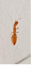 환경부 붉은불개미로 오인하는 종류의 개미 - 붉은불개미로 오인하는 종류의 개미