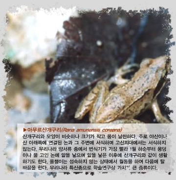 아무르산개구리